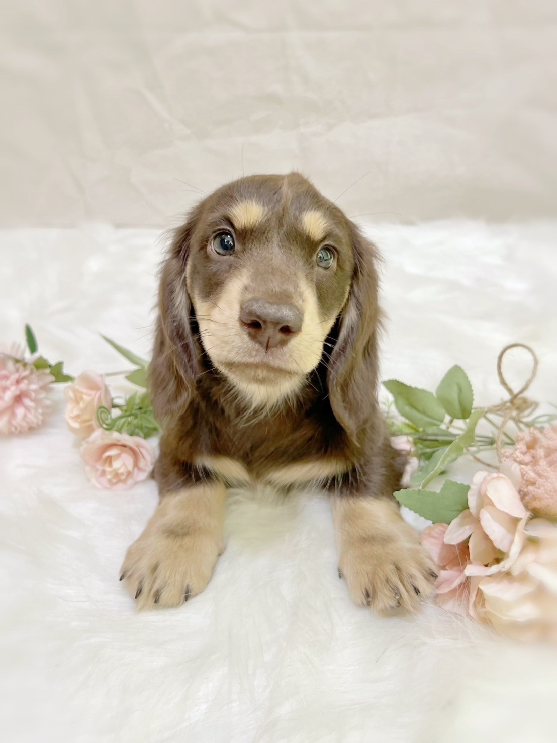 中圓寵物家族／巧奶長毛臘腸