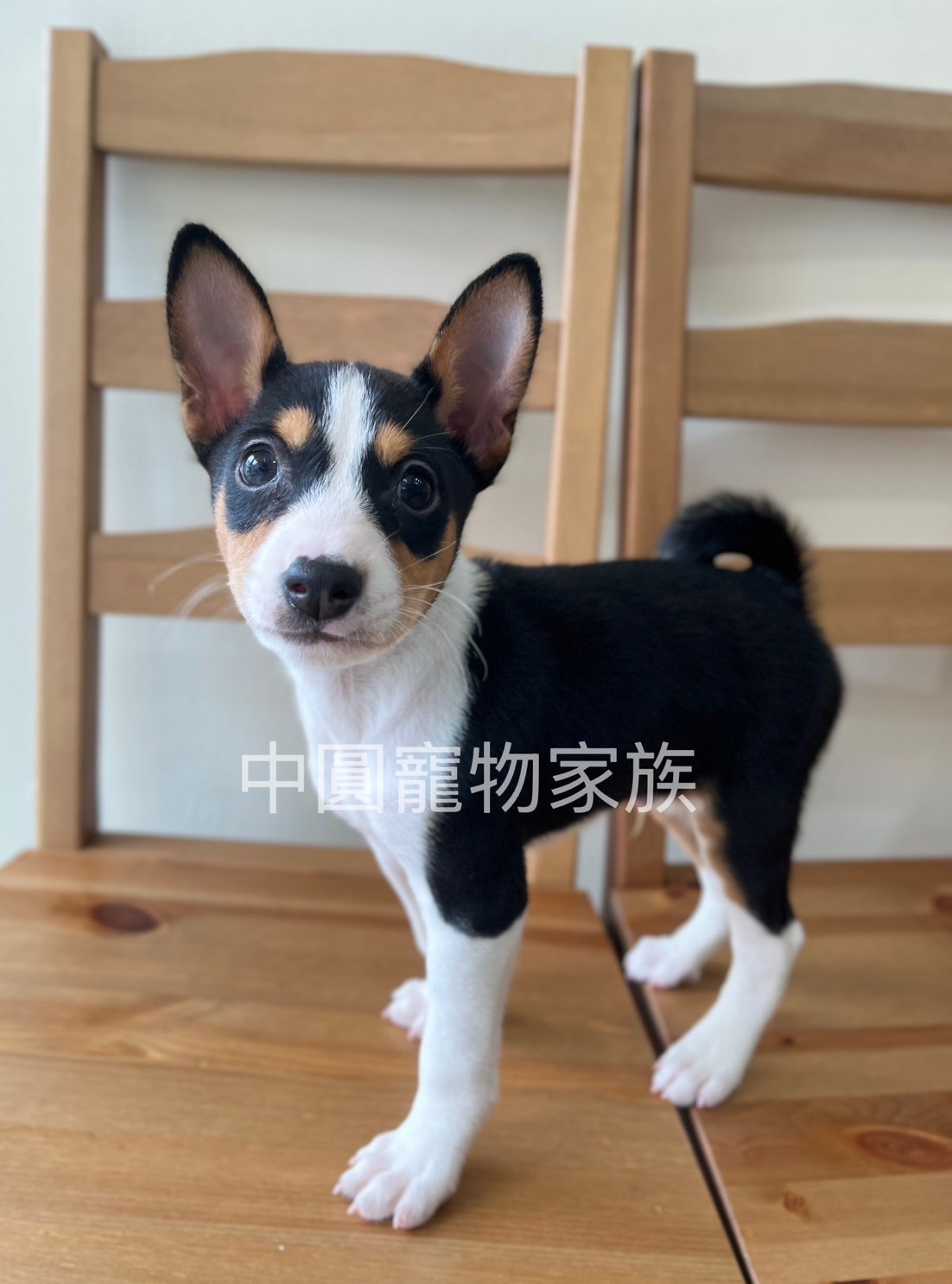 中圓寵物家族／三色貝生吉犬
