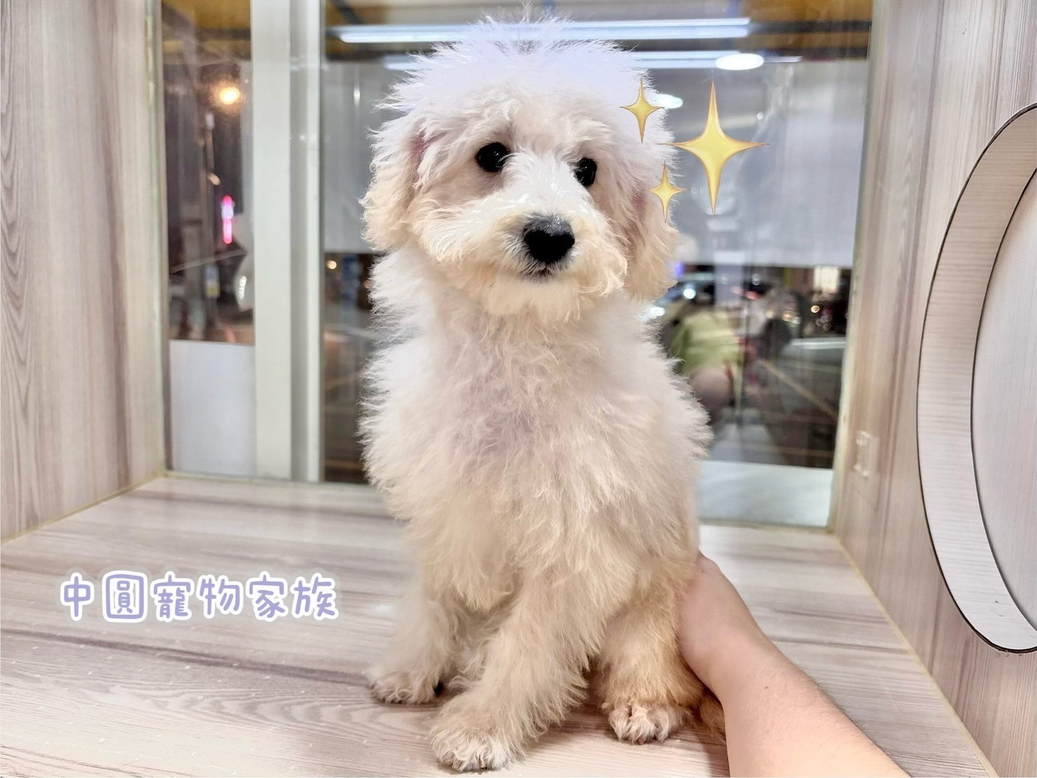 中圓寵物家族／奶油色貴賓犬