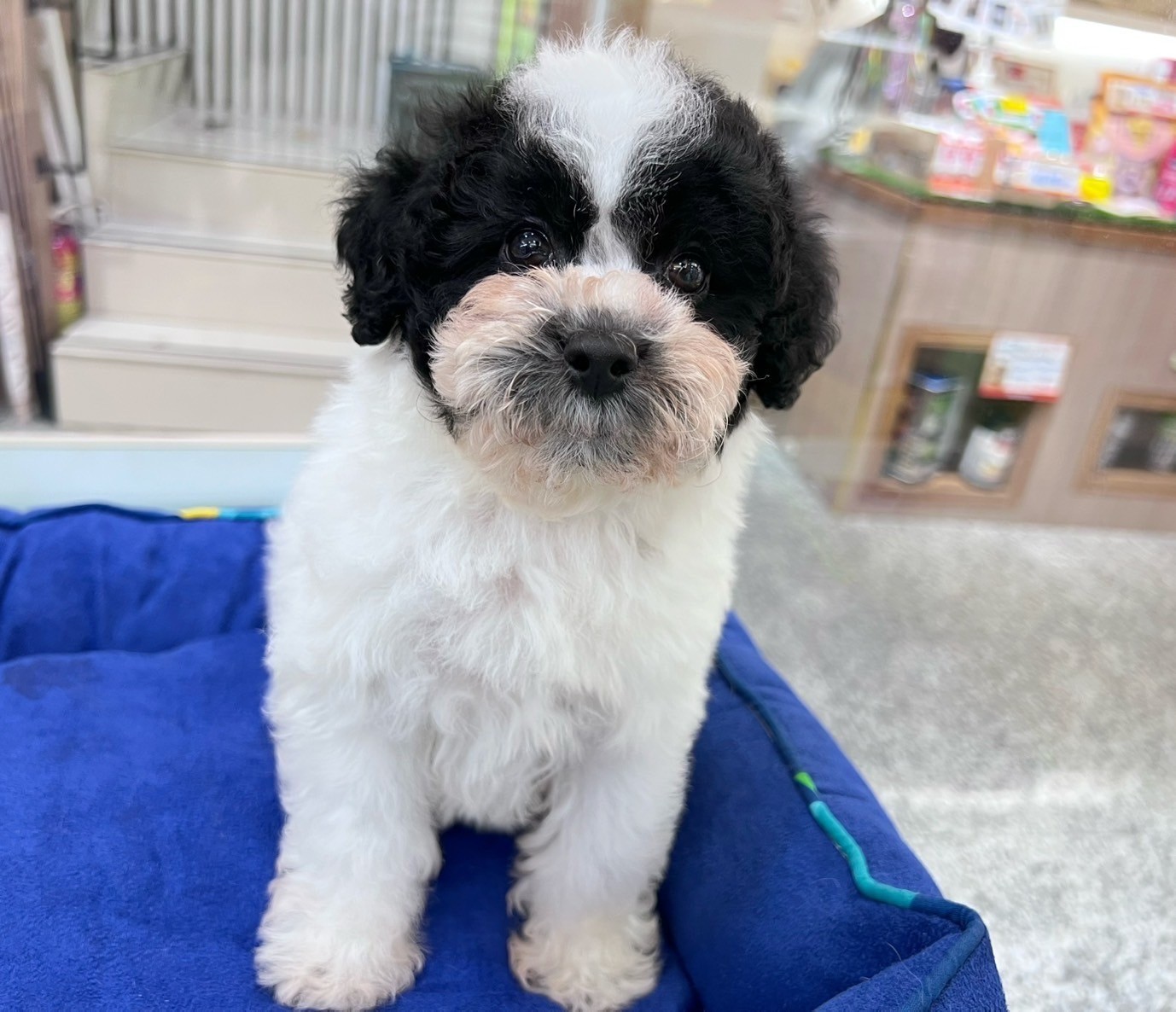 中圓寵物家族／黑白花貴賓犬