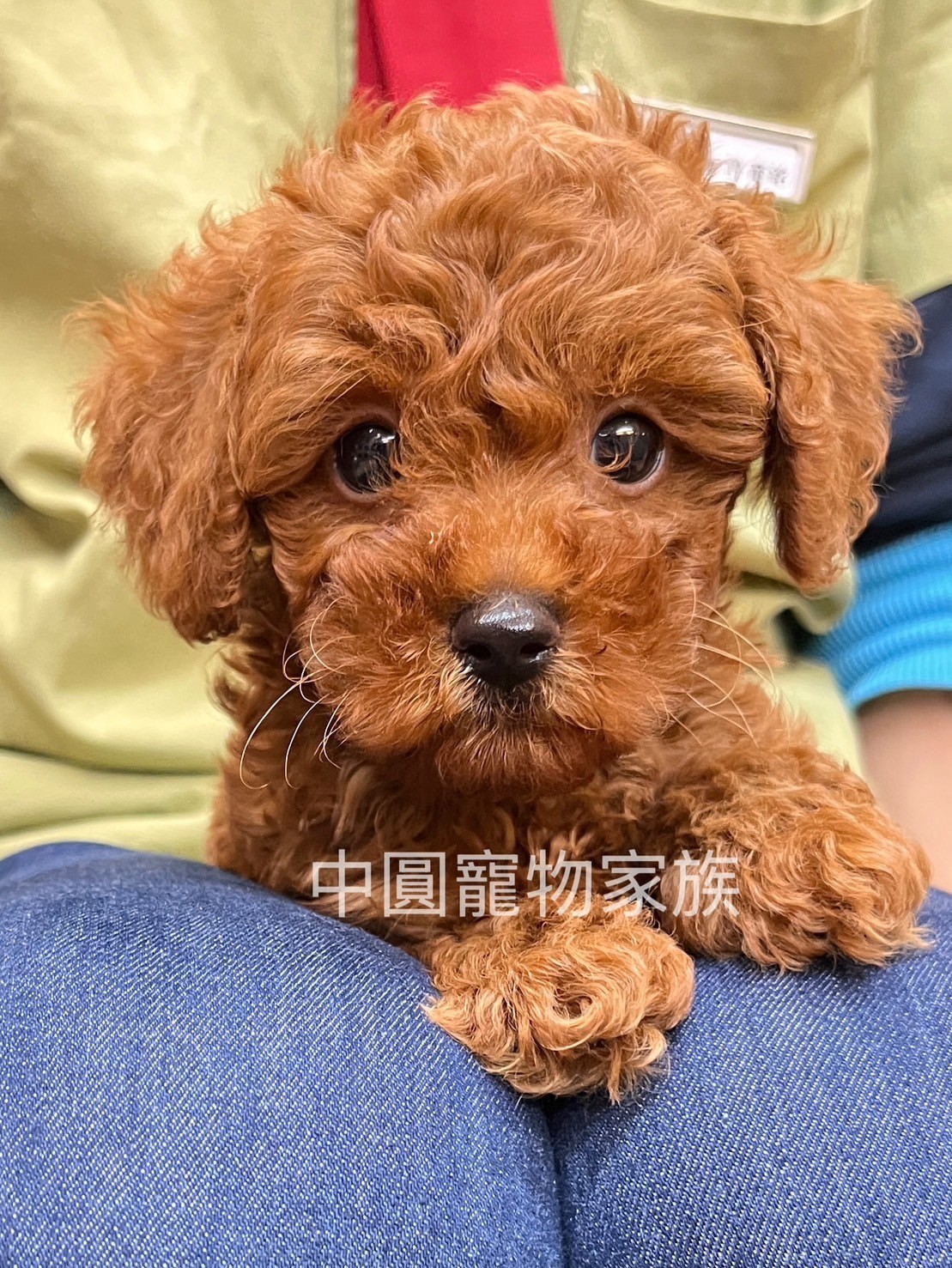 中圓寵物家族／紅色貴賓犬