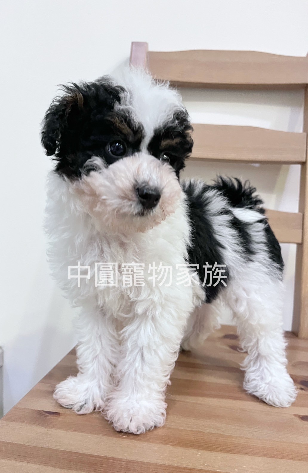 中圓寵物家族／黑白花貴賓犬