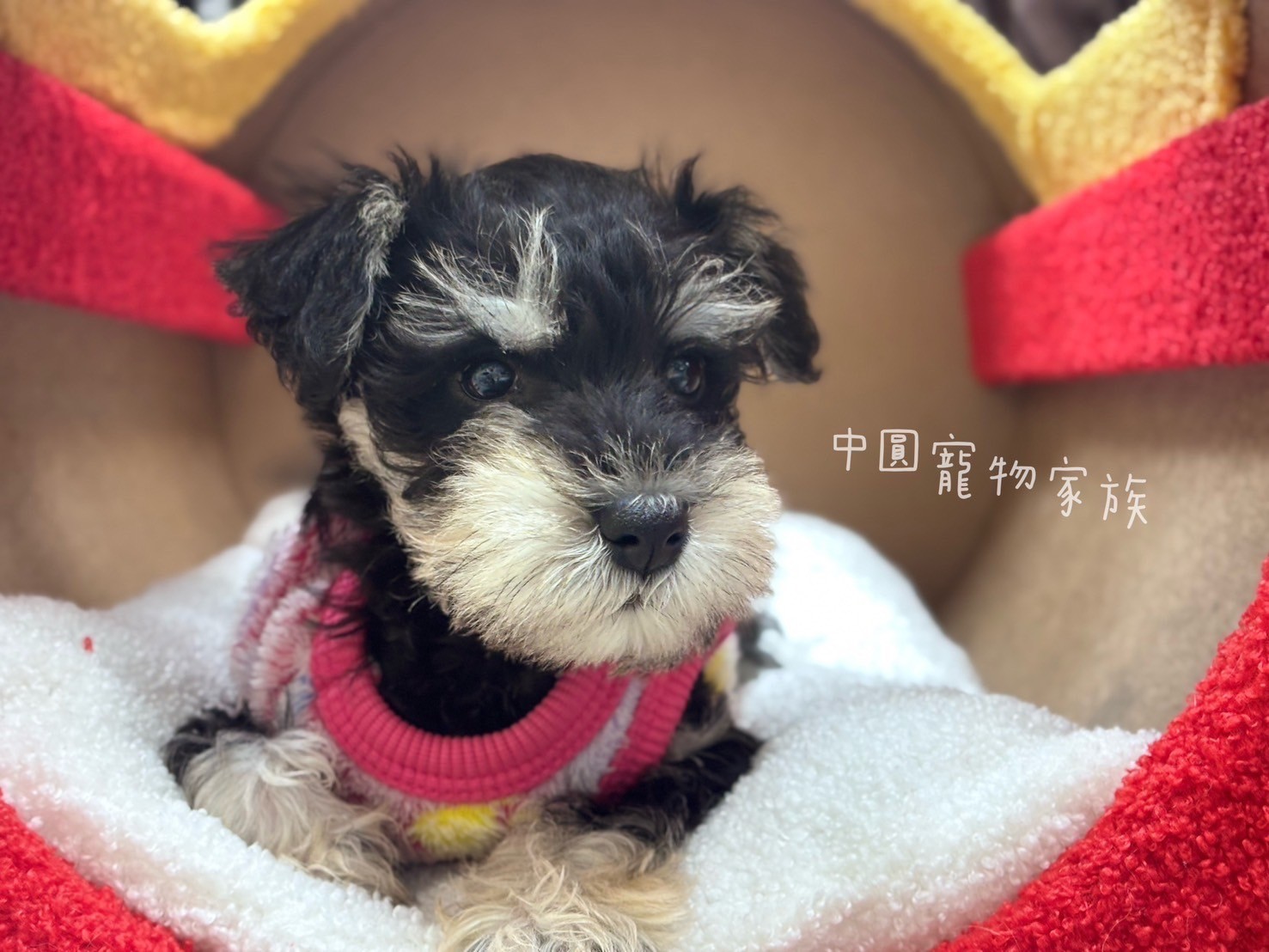 中圓寵物家族／黑蓋雪納瑞