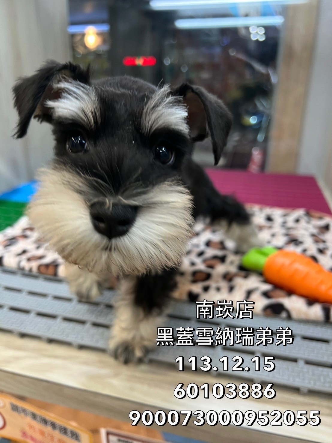 中圓寵物家族／黑蓋雪納瑞