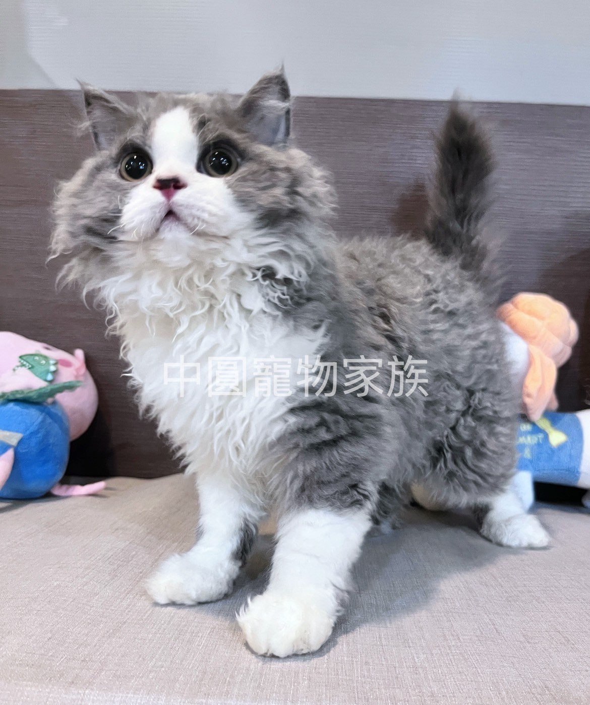 中圓寵物家族／藍白賓士賽爾凱克羊毛貓