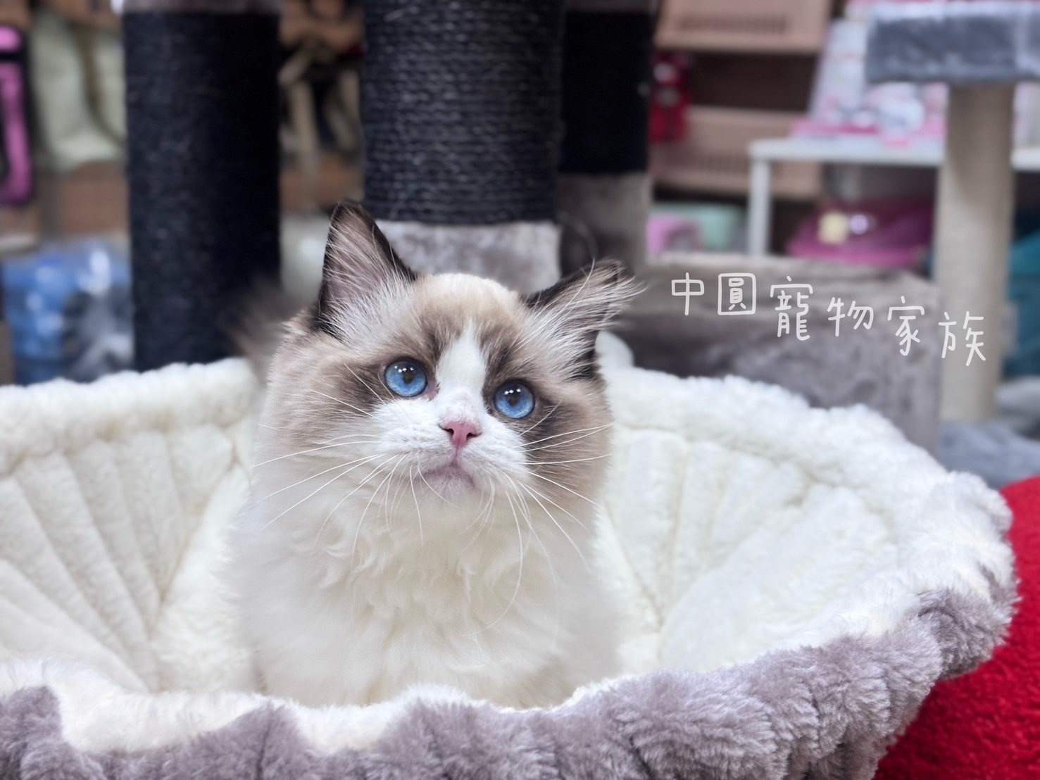 中圓寵物家族／海豹雙色布偶貓