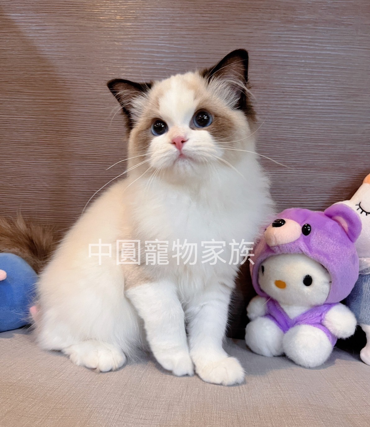 中圓寵物家族／海豹雙色布偶貓