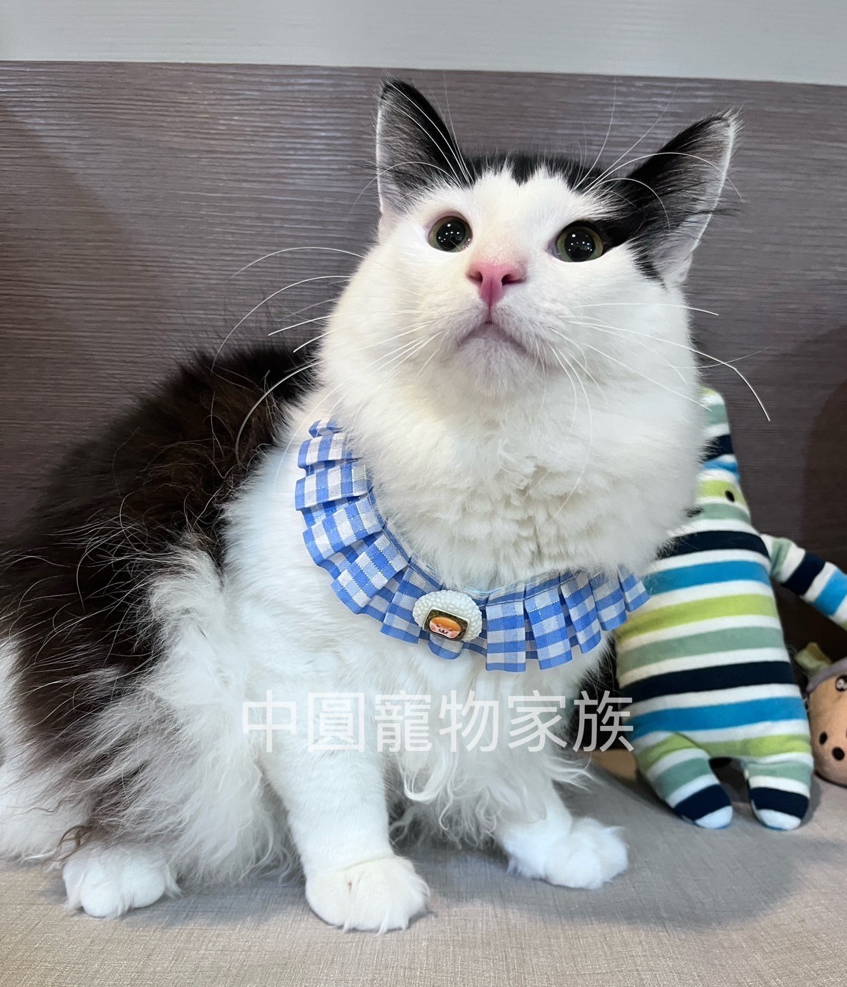 中圓寵物家族／黑白挪威森林