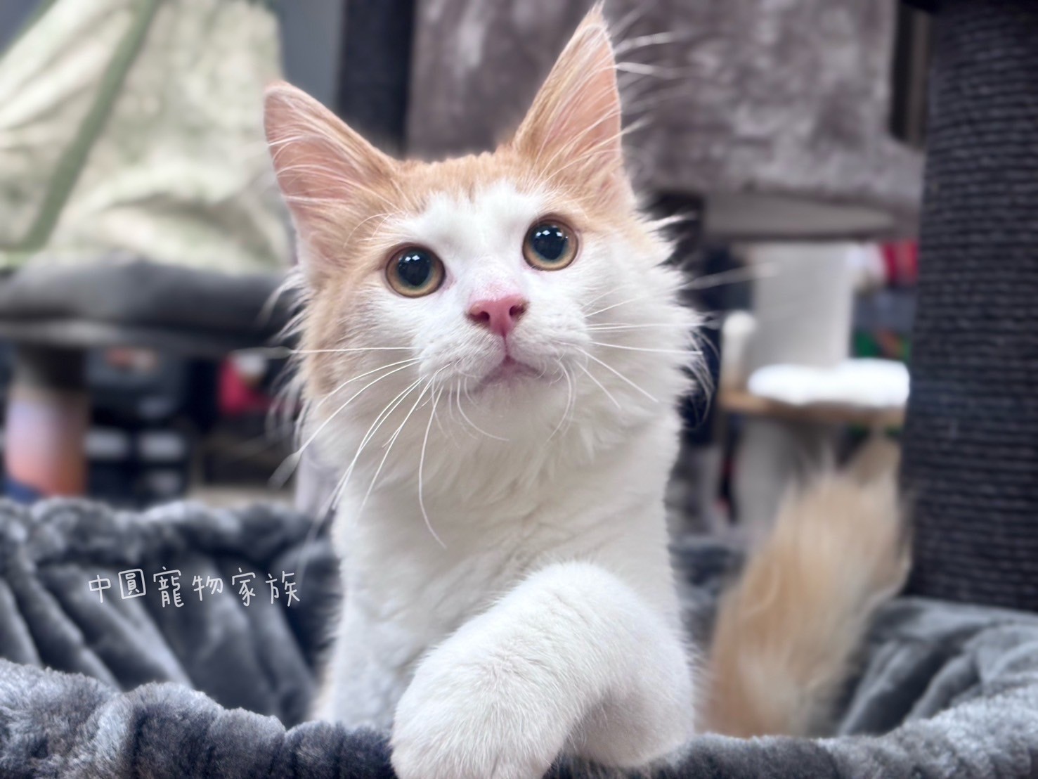 中圓寵物家族／奶油挪威森林