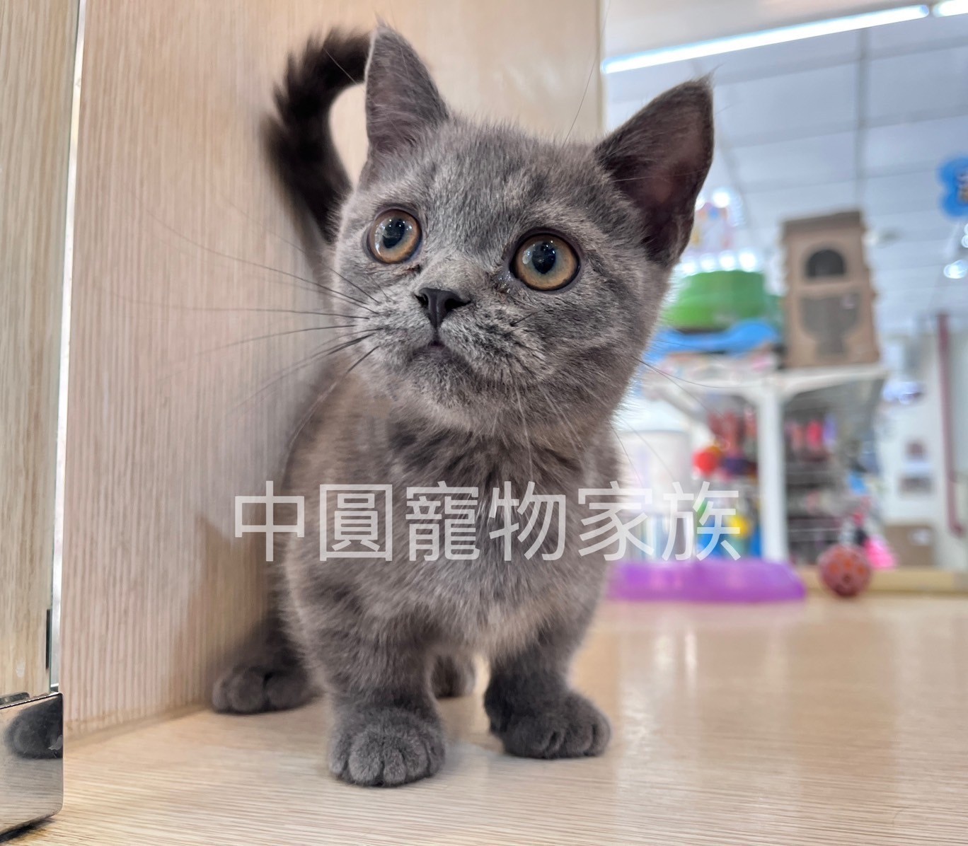 中圓寵物家族／藍色曼赤肯
