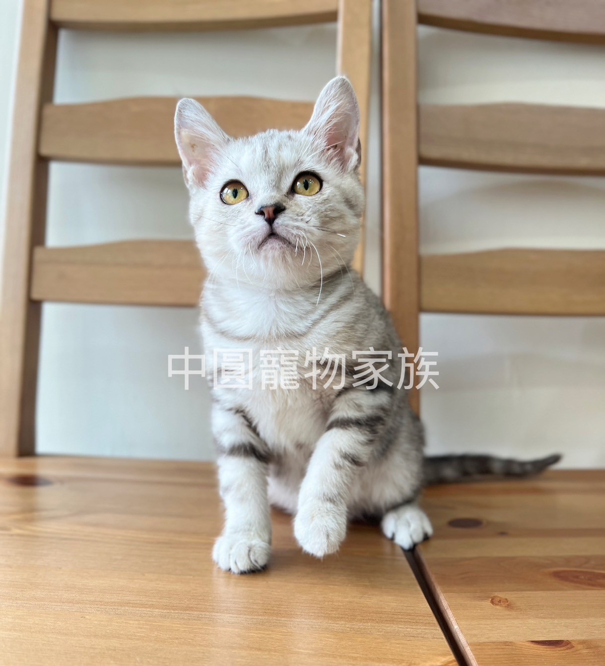 中圓寵物家族／銀白美國短毛貓