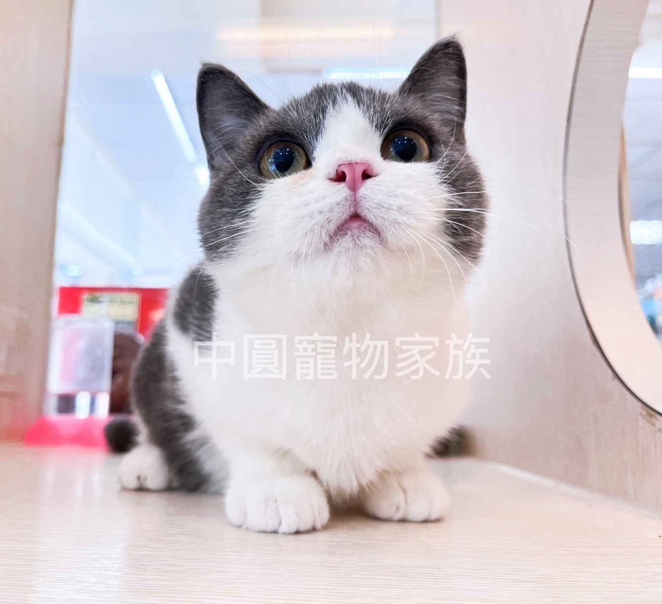 中圓寵物家族／藍白色英國短毛貓