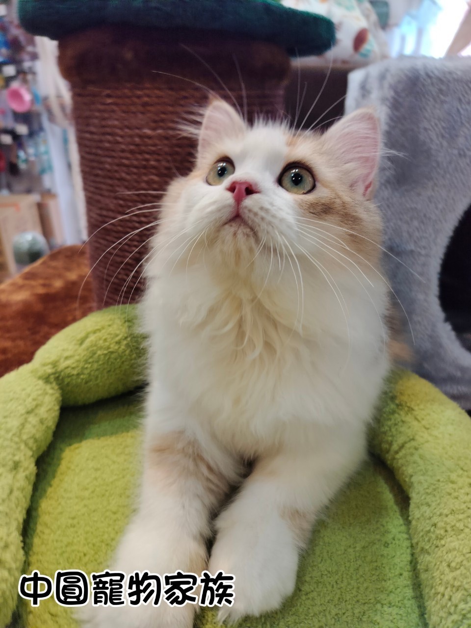 中圓寵物家族／金加白英國長毛貓