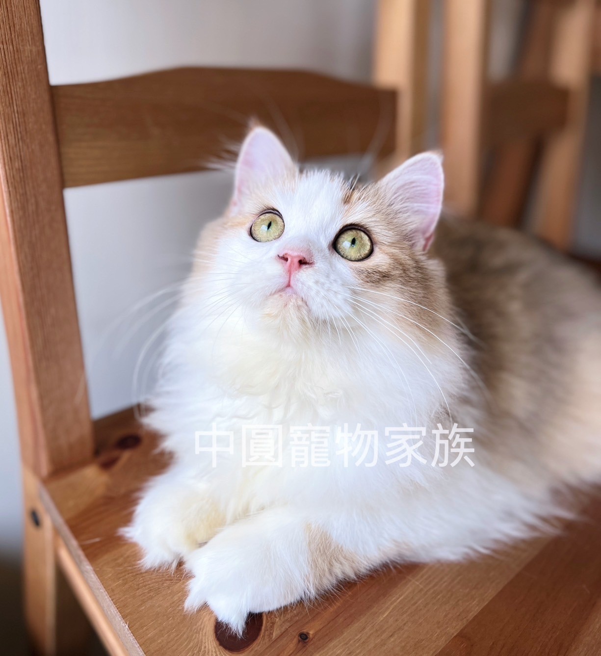 中圓寵物家族／金加白英國長毛貓