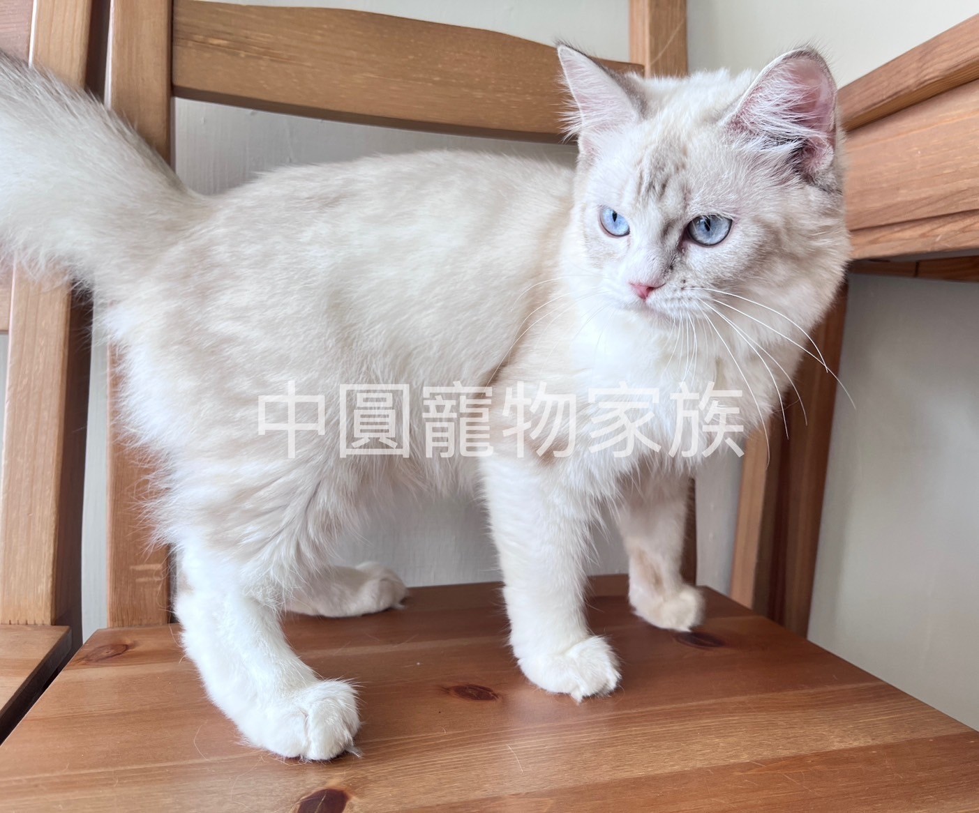 中圓寵物家族／山貓紋英國長毛貓
