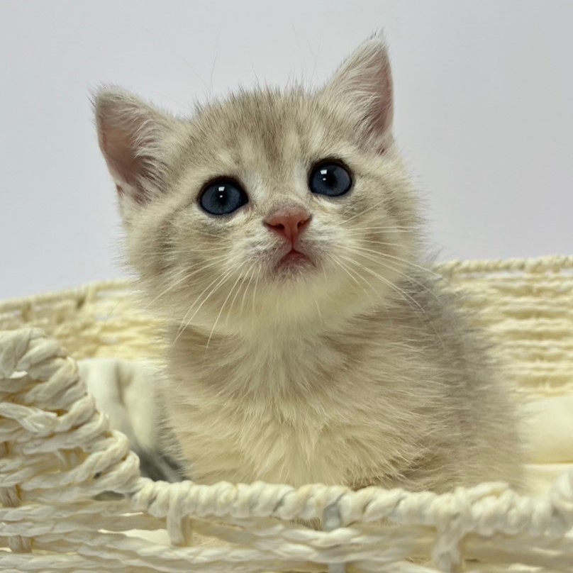 小藤貓舍／藍金漸層英國短毛貓