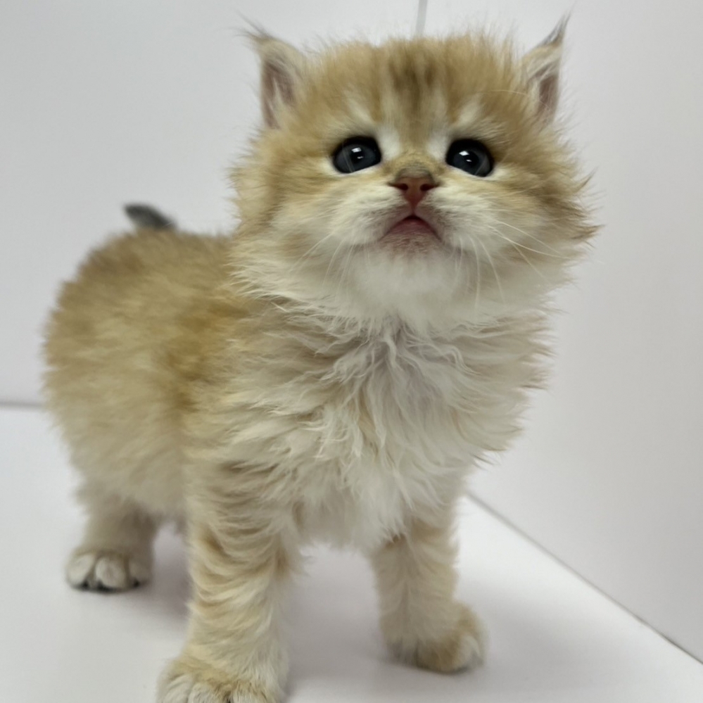 小藤貓舍／金漸層英國長毛貓