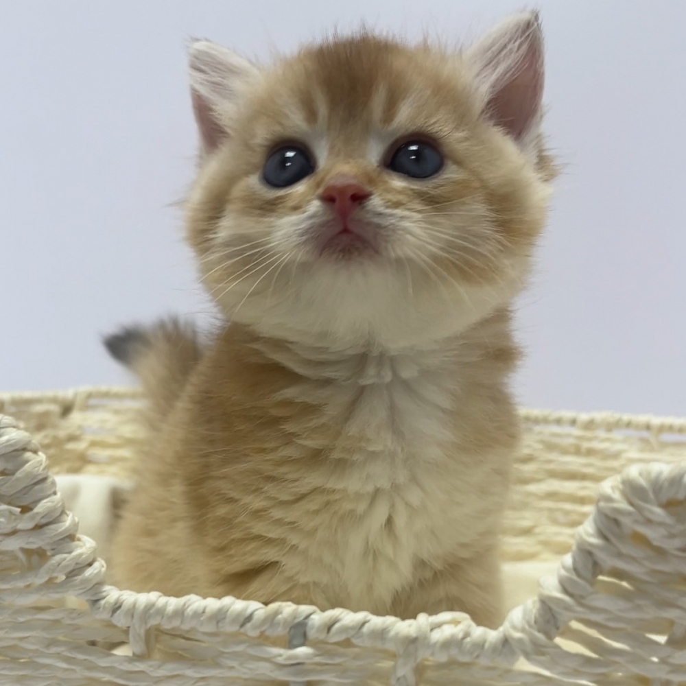 小藤貓舍／金漸層英國短毛貓