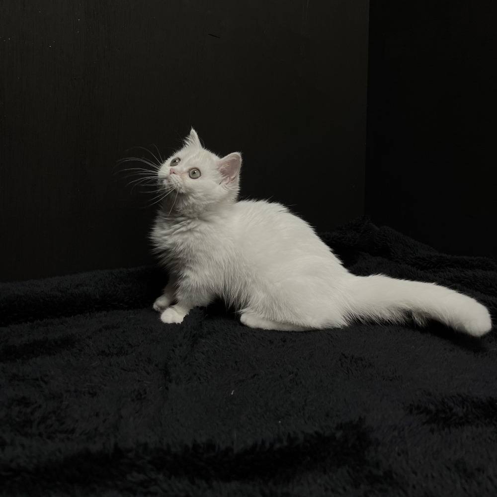 小藤貓舍／純白色曼赤肯