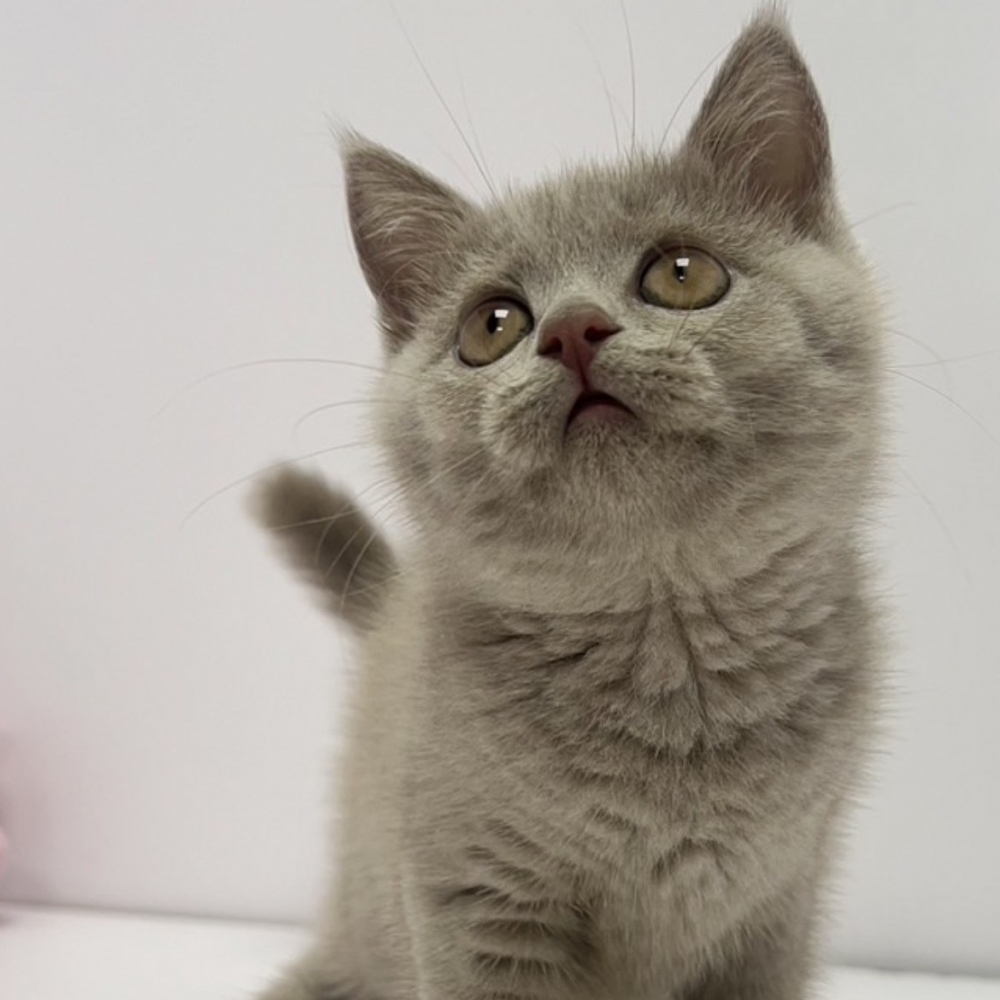 小藤貓舍／小鹿色英國短毛貓