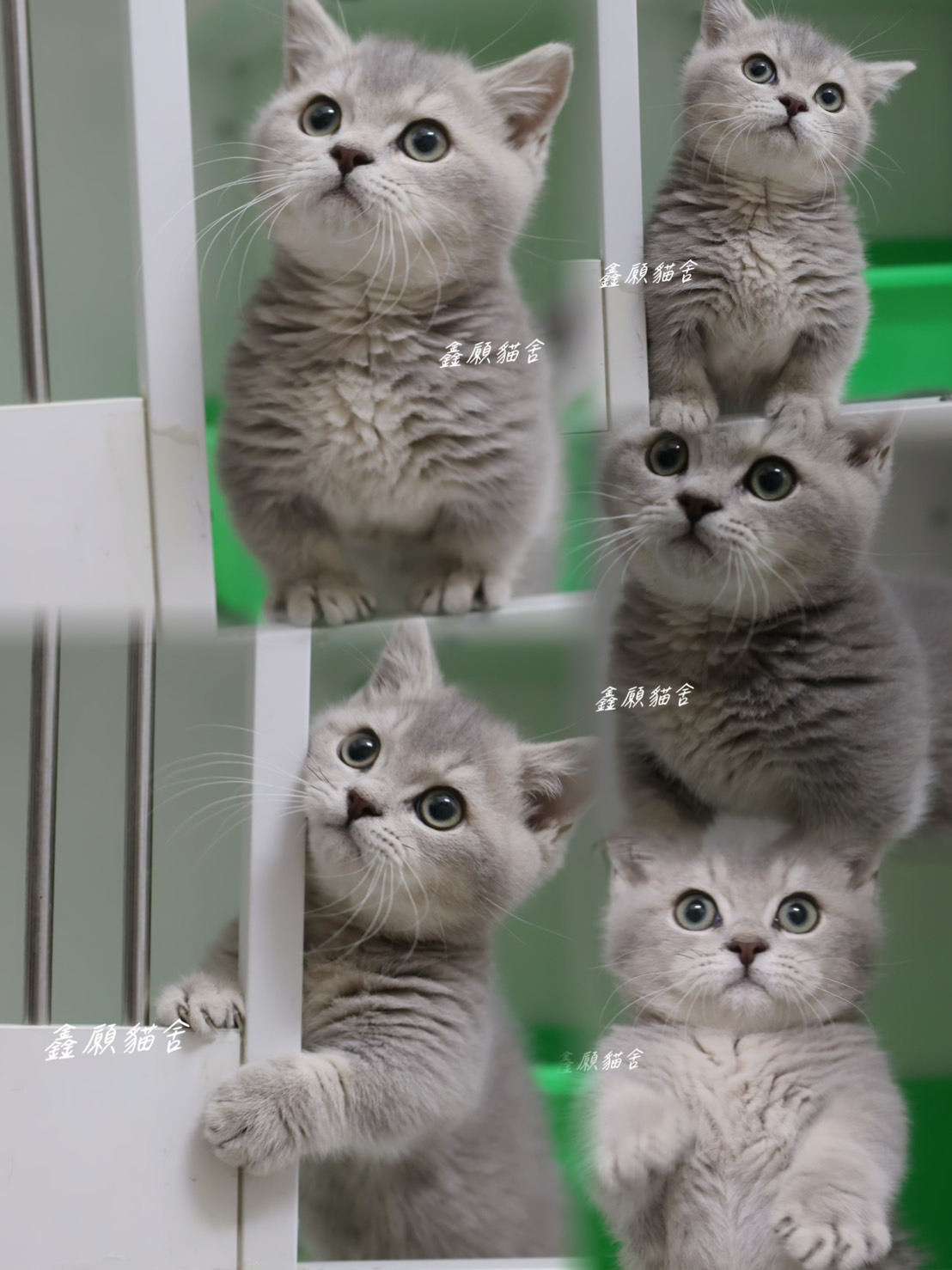 鑫願貓舍／深藍金英國短毛貓