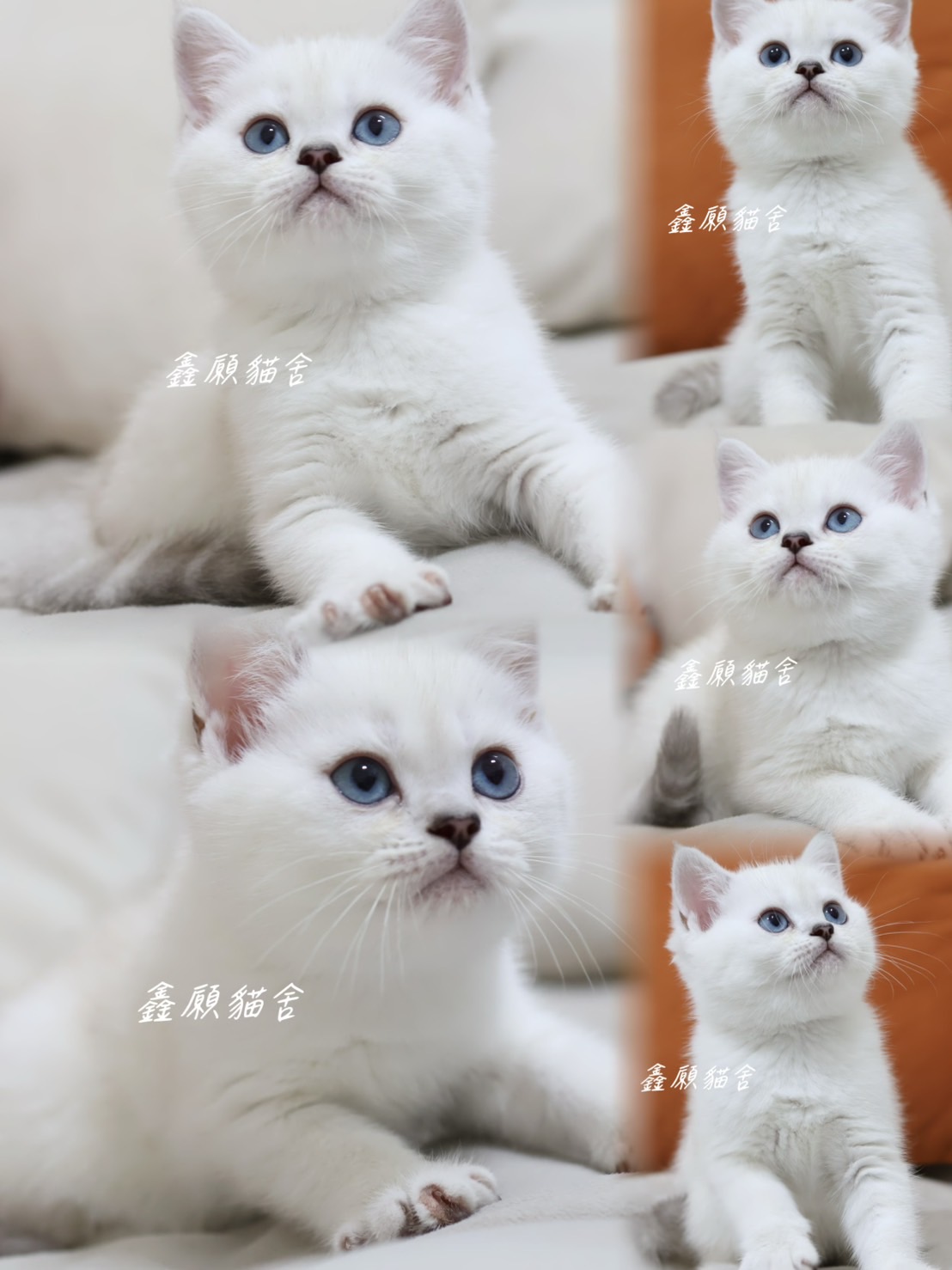 鑫願貓舍／銀重點英國短毛貓