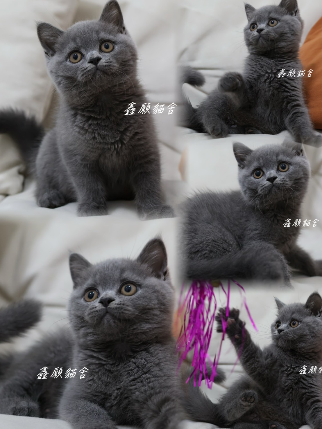 鑫願貓舍／藍色英國短毛貓