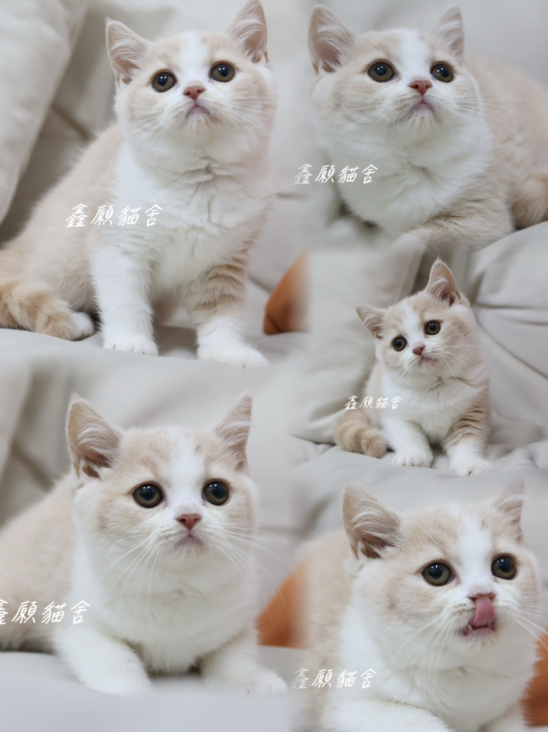 鑫願貓舍／奶油賓士英國短毛貓