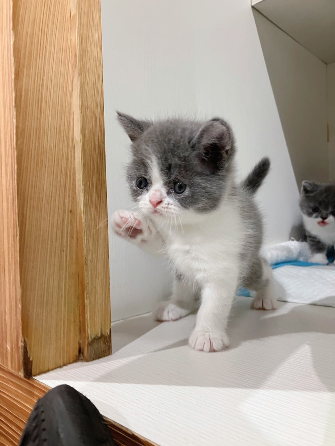 貓咪派對／藍白賓士&藍白英國短毛貓