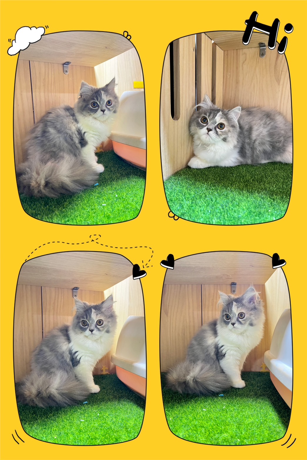 布魯斯貓舍／淺三花英國長毛貓