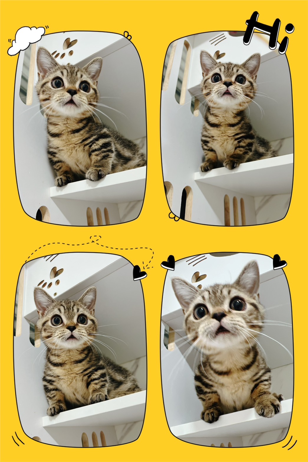 布魯斯貓舍／古典金曼赤肯