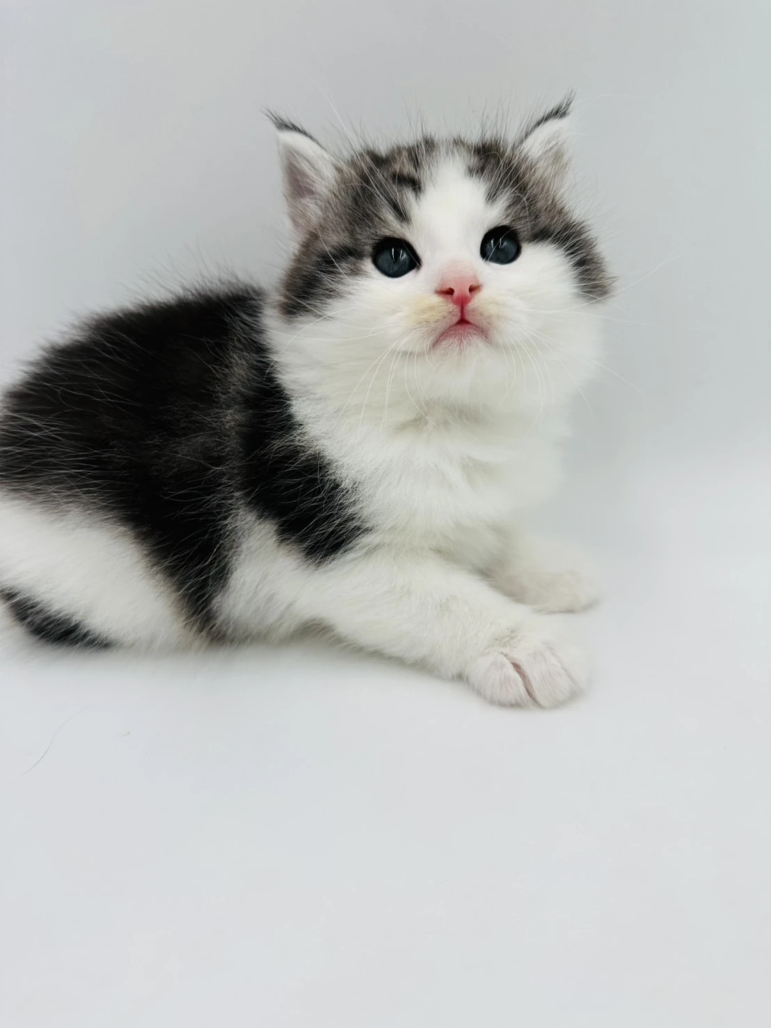 小莎貓屋／黑白賓士挪威森林貓