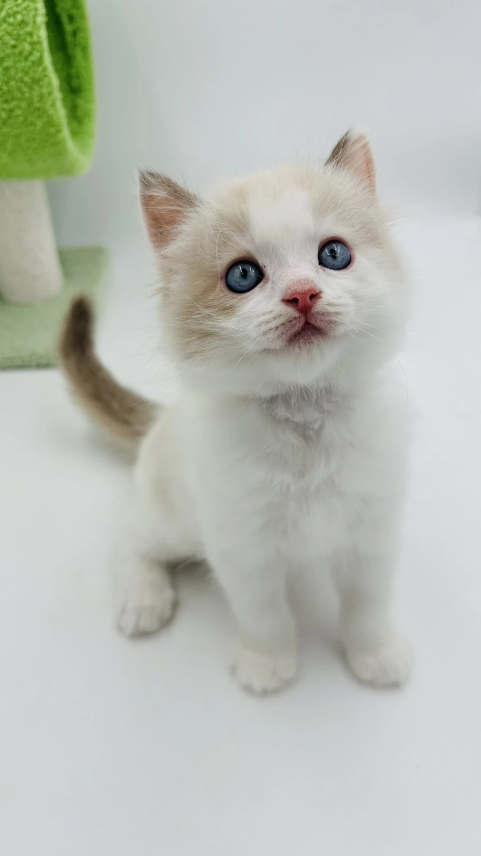 小莎貓屋／海豹雙色布偶貓