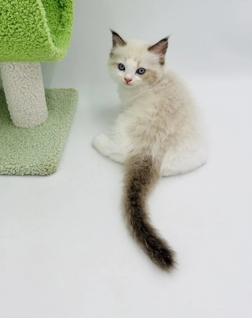 小莎貓屋／海豹雙色布偶貓