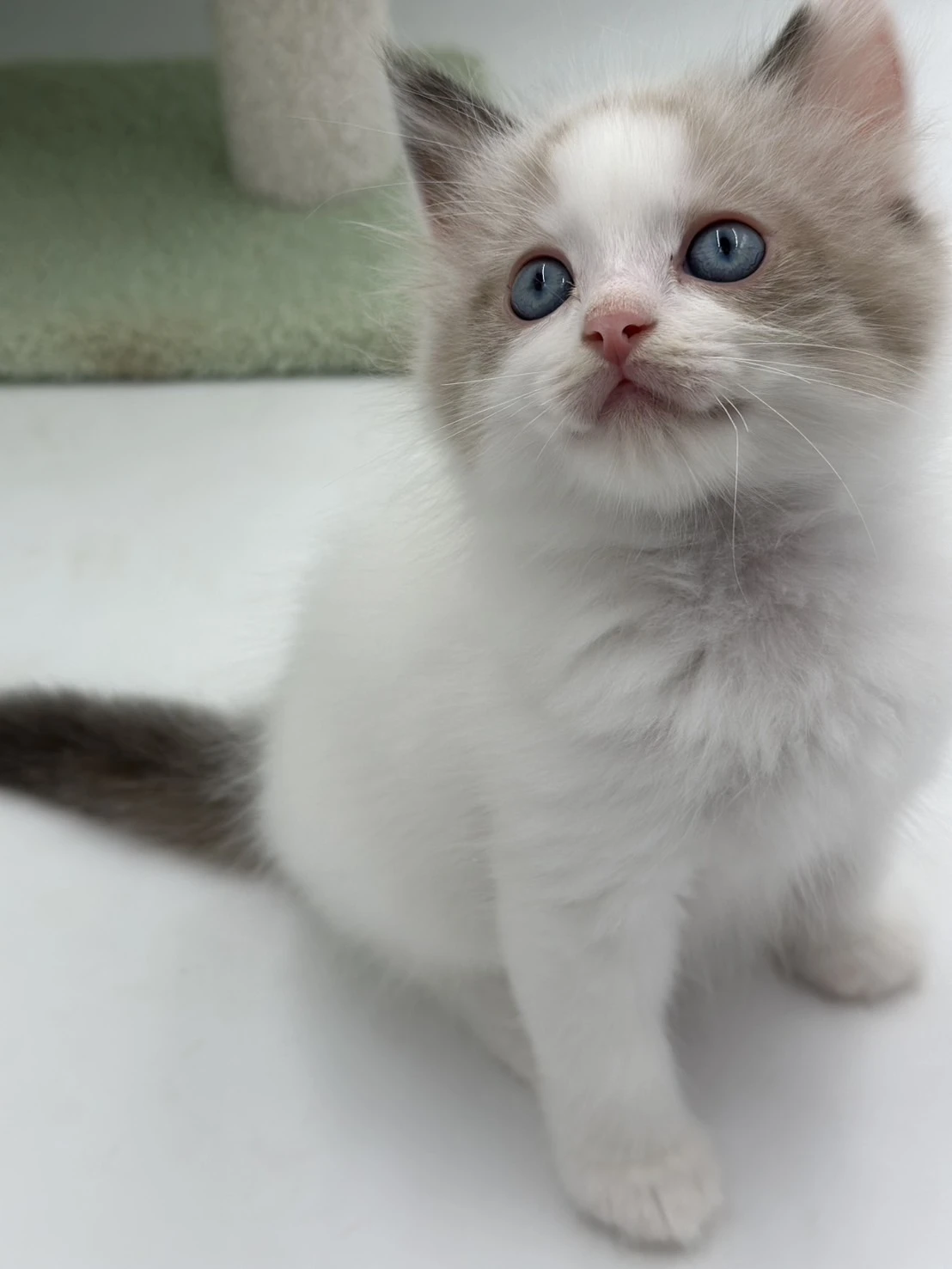 小莎貓屋／海豹雙色布偶貓