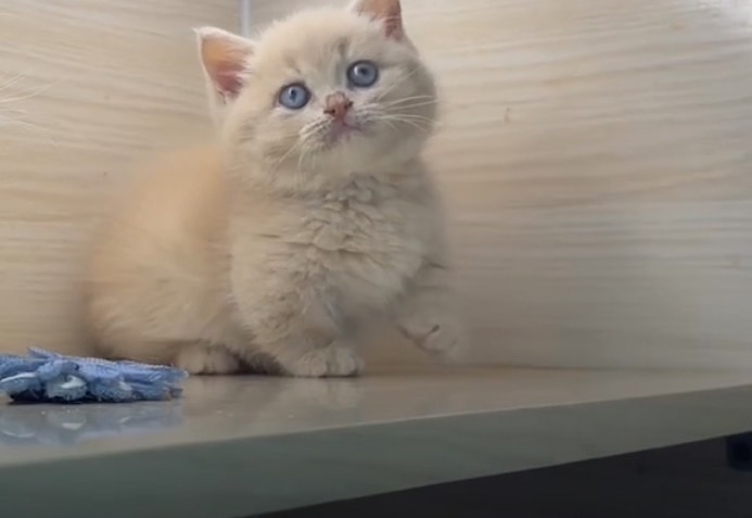 天使貓園／奶油曼赤肯