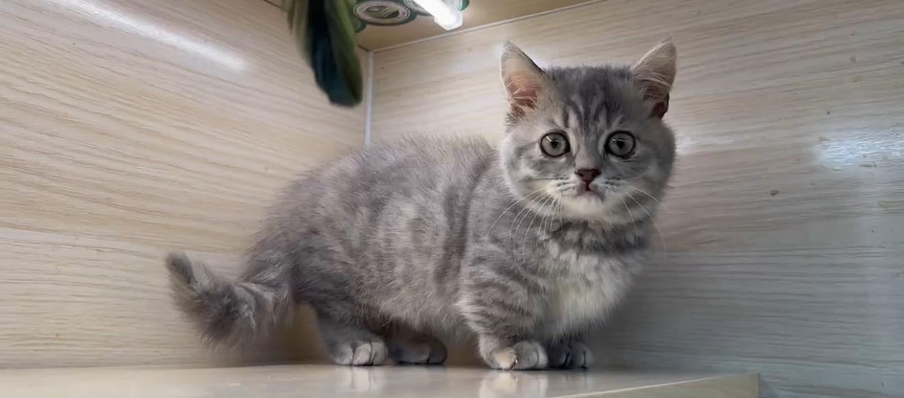 天使貓園／曼赤肯