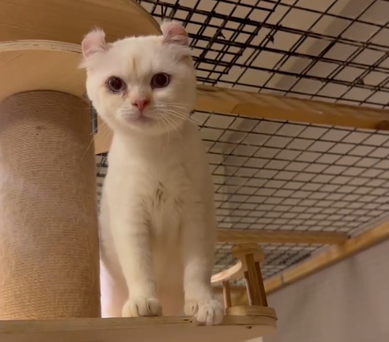 天使貓園／白色捲耳貓
