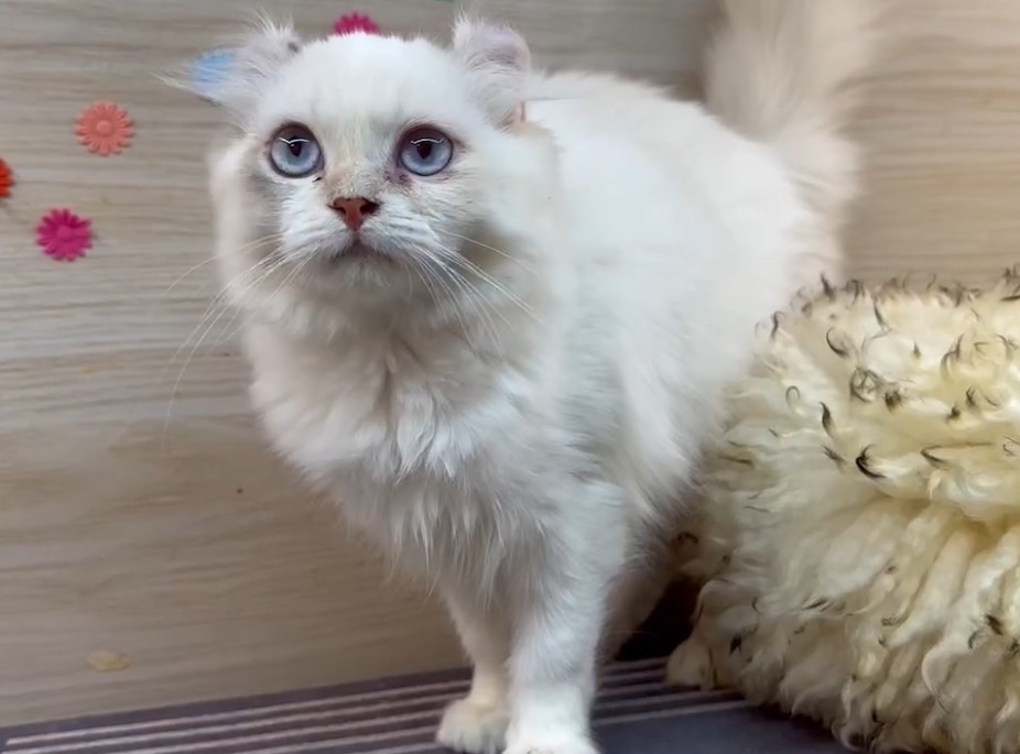 天使貓園／捲耳貓