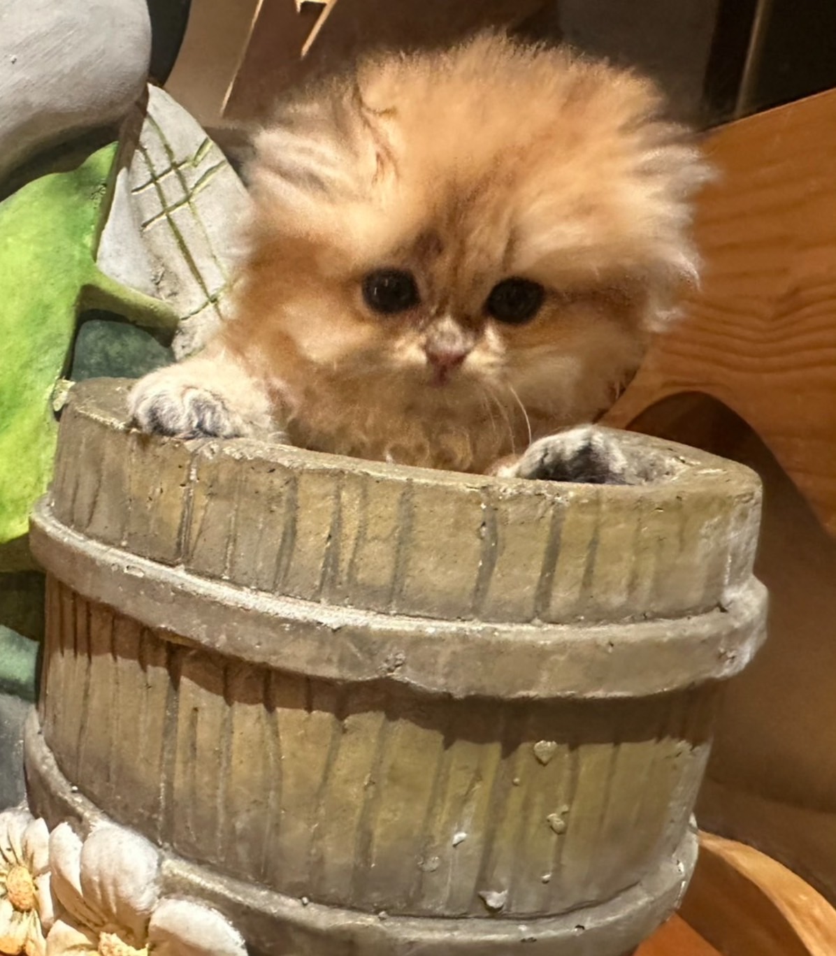 天使貓園／金漸層英國長毛貓