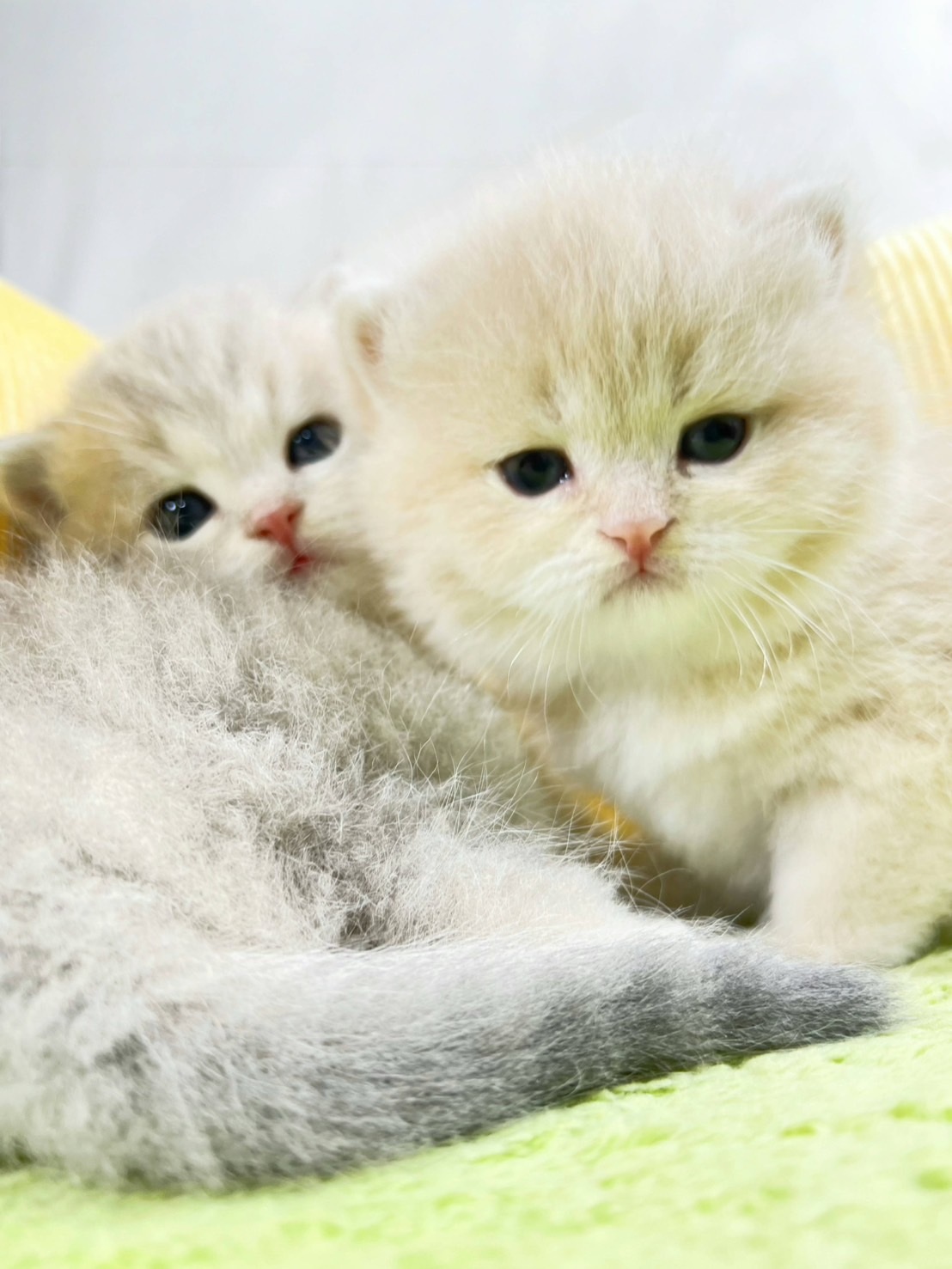 小藤貓舍／英國短毛貓