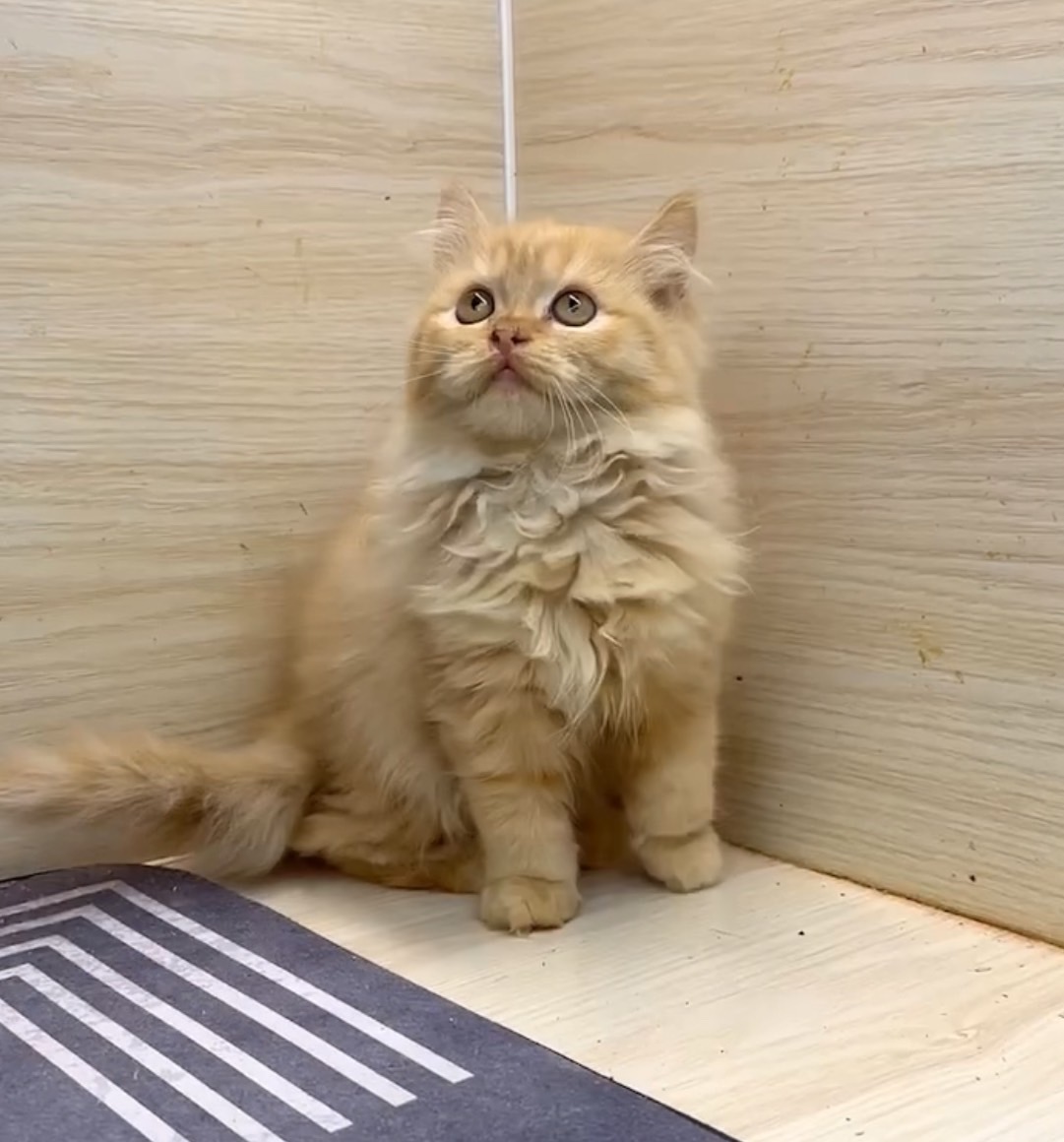 天使貓園／奶油色英國長毛貓