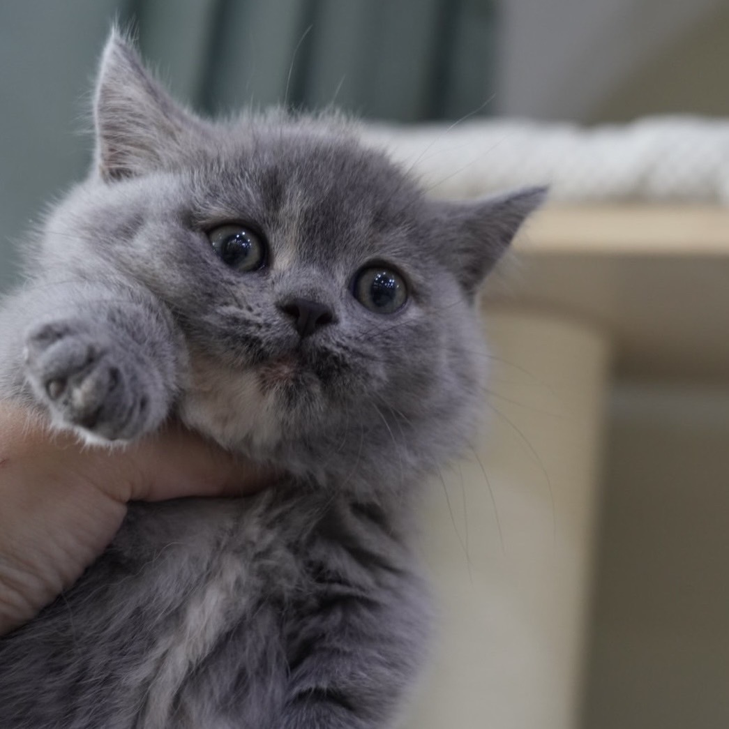 天使貓園／小步舞曲