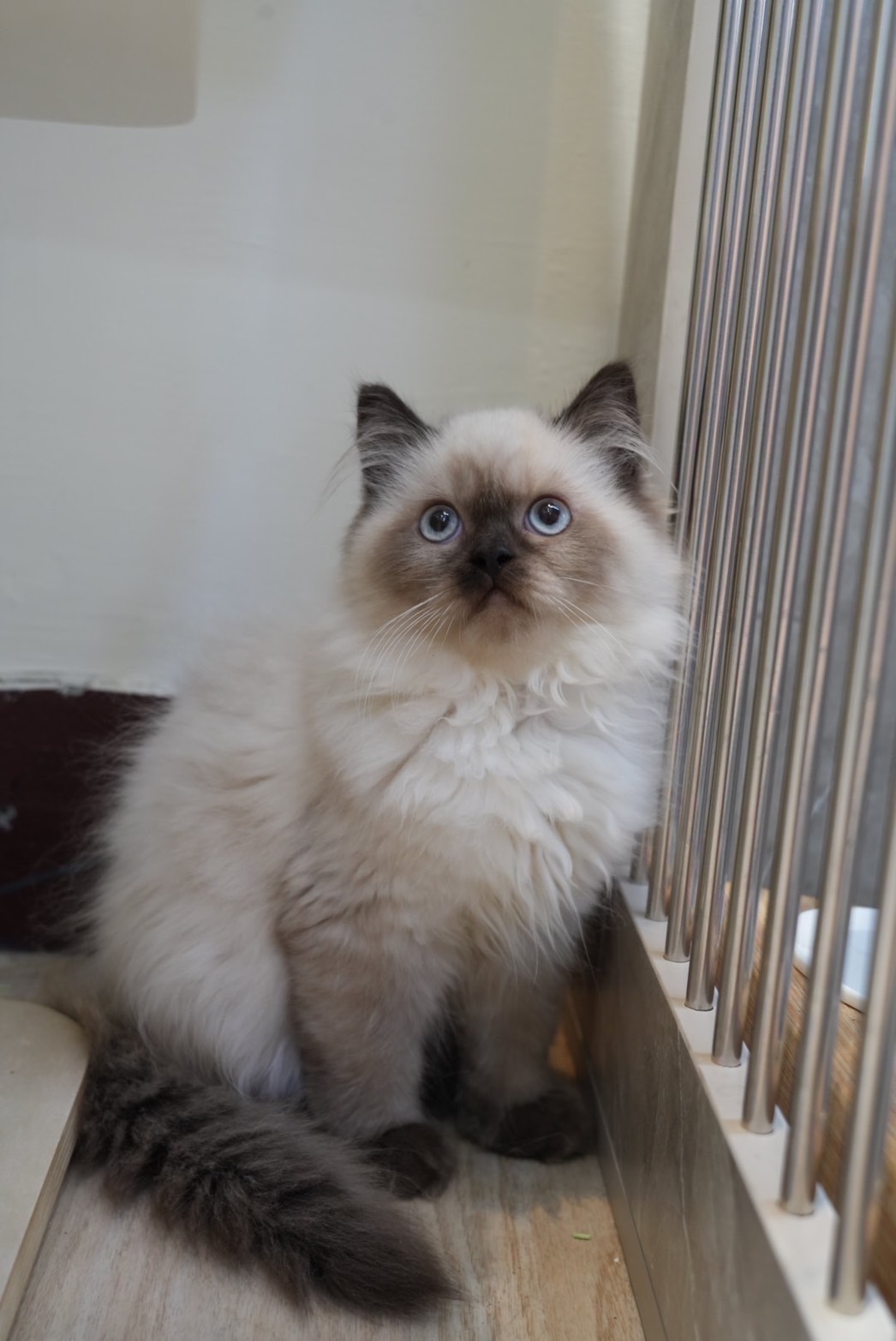 天使貓園／重點布偶貓