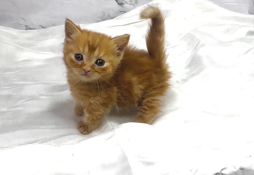 華貴皇族國際專業貓舍／橘色曼赤肯