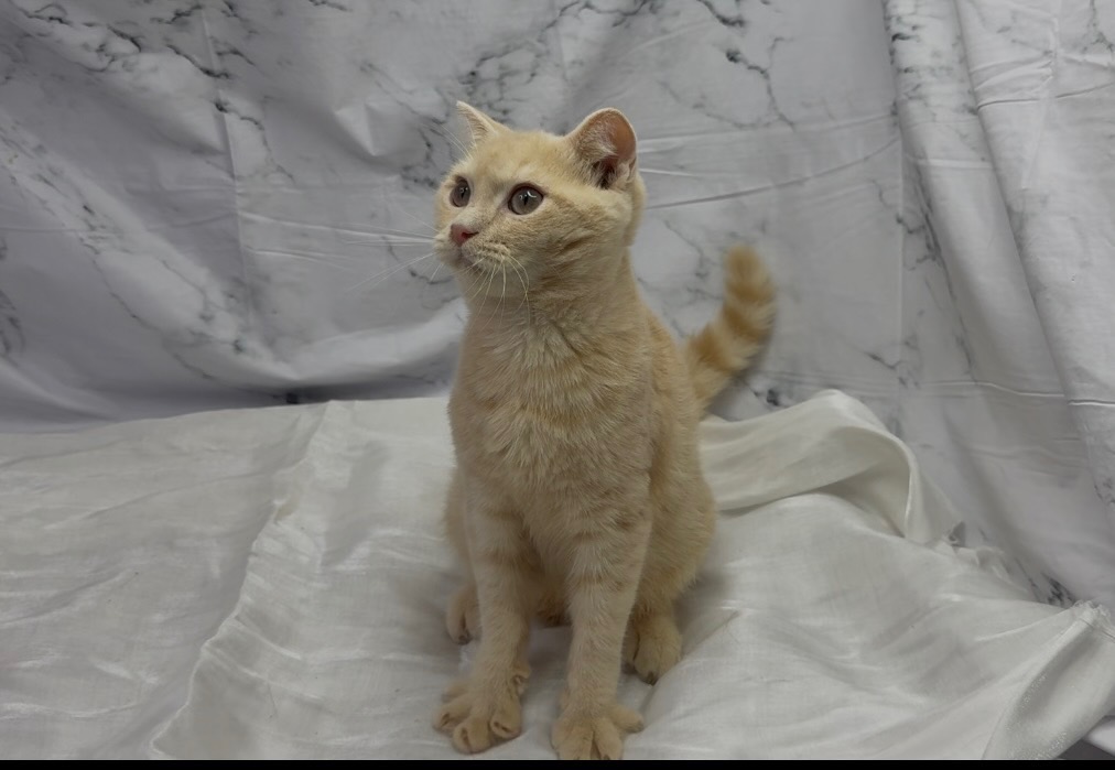 華貴皇族國際專業貓舍／橘色英國短毛貓