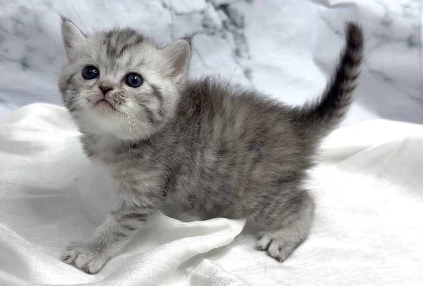 華貴皇族國際專業貓舍／銀色英國短毛貓