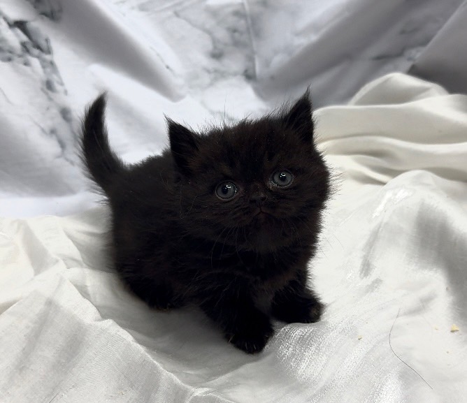 華貴皇族國際專業貓舍／黑色曼赤肯