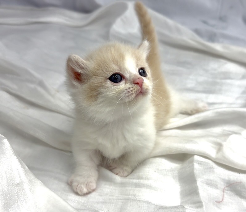 華貴皇族國際專業貓舍／奶油賓士曼赤肯