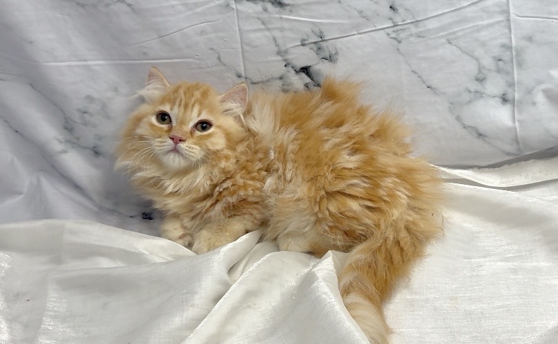 華貴皇族國際專業貓舍／橘色小步舞曲